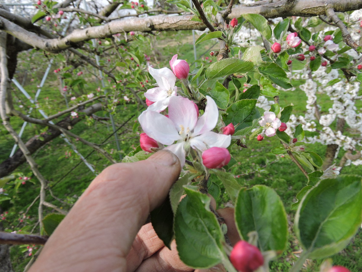 https://real-apple.sakura.ne.jp/BLOG_new/z-photo/DSCN1725.JPG